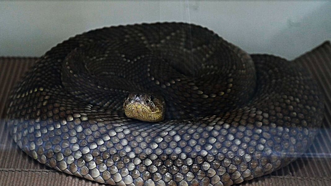 La RELAPA impulsa estrategias para ampliar la producción y el acceso a antivenenos seguros y eficaces en las Américas