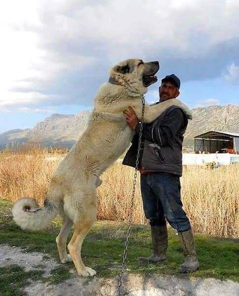 Kangal