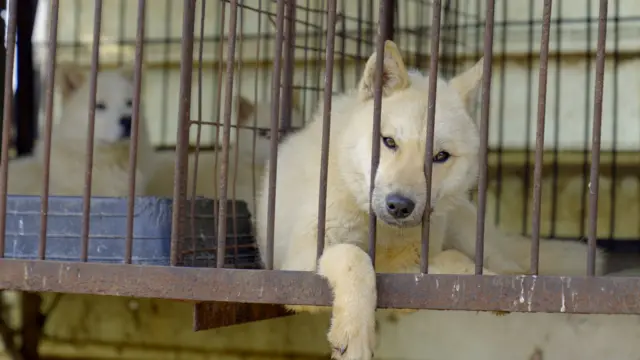 El dilema de Corea del Sur sobre qué hacer con medio millón de perros tras prohibirse el consumo de la carne de estos animales