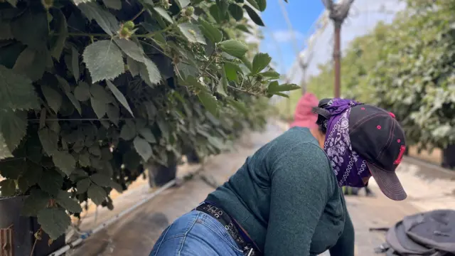 “¿Es usted de la Migra?”: el temor de los migrantes que se esconden de las redadas en Oxnard, la “capital mundial de la fresa” en California