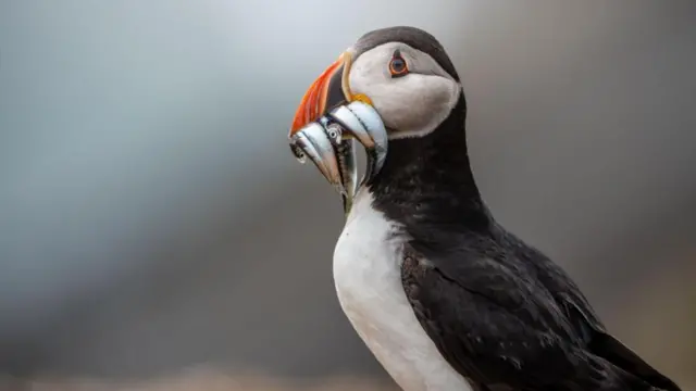La pequeña isla que se convirtió en un raro éxito en la conservación de aves vulnerables a la extinción