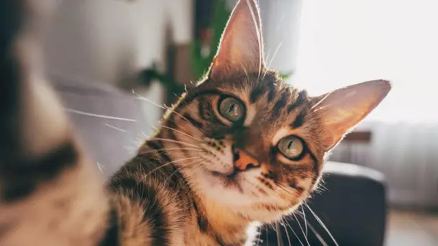 Por qué los gatos -y no los ratones- “son el modelo perfecto” para estudiar la demencia en los humanos