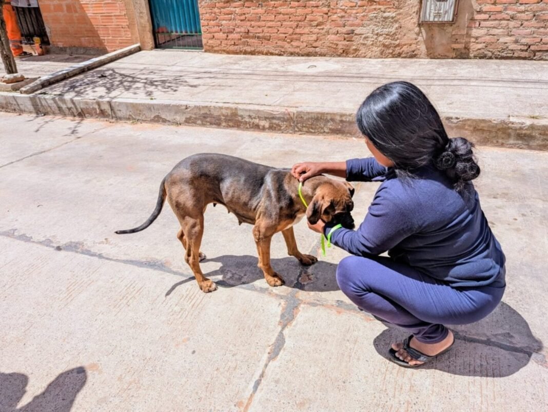 Bolivia continua reforzando la vigilancia y control de la rabia canina con el apoyo de OPS-PANAFTOSA