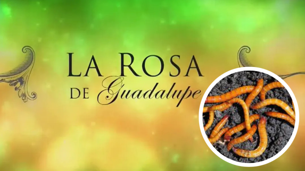 El Enigma de los Gusanos Blancos en el Hogar de Actriz de La Rosa de Guadalupe Fenomeno Natural o Manifestacion Esoterica