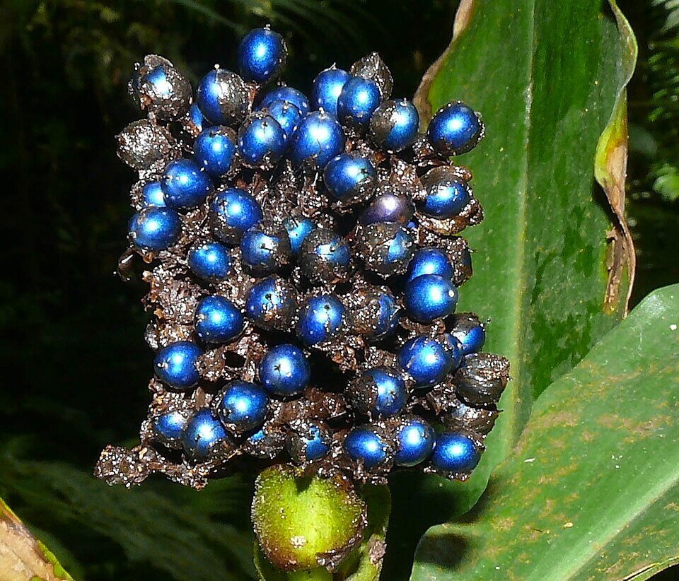 Pollia condensata El Enigma del Brillo Biologico Sin Pigmento