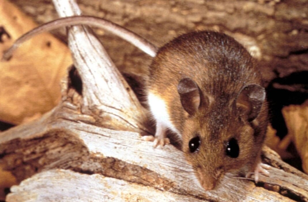 Hantavirus a Bordo La OPS Lidera una Respuesta Global ante el Riesgo Epidemiologico en Cruceros del Atlantico