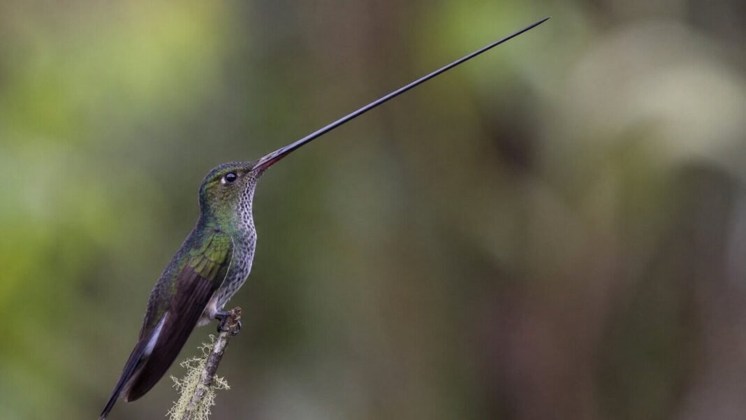 El Colibrí Picoespada: Una Adaptación Evolutiva Andina que Desafía la Proporción Aviar