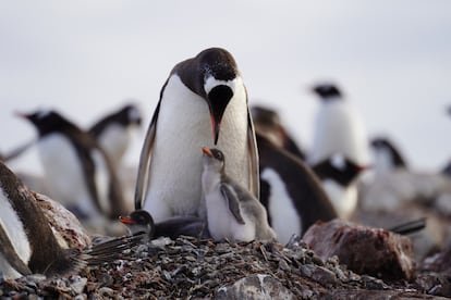 Revelación Científica: Una Nueva Especie de Pingüino Papúa Redefine la Biodiversidad Austral