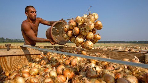 Redadas Migratorias en EE. UU.: El Ineludible Impacto en la Fuerza Laboral Agrícola y la Seguridad Alimentaria