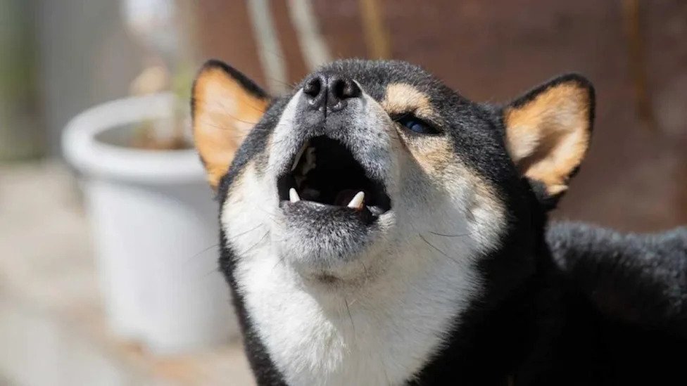 El Cuidado Premium para Mascotas Senior Redefine el Mercado Alimentario en México
