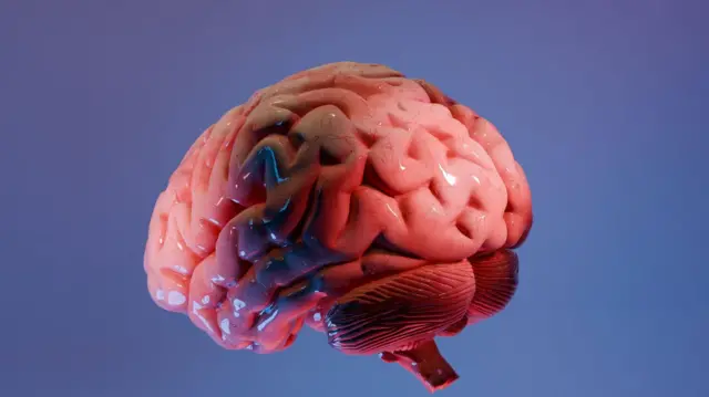 Atlas ANCHOR: Mapeando la Última Frontera del Cerebro Humano para Transformar la Neurociencia