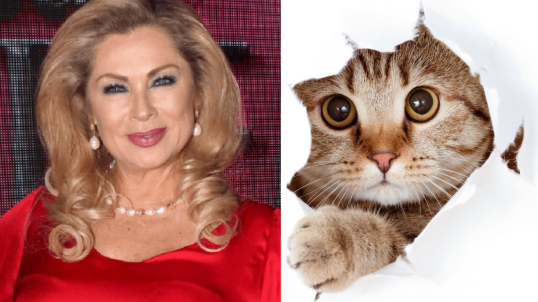 Leticia Calderón y la Gestión de Crisis: Resurgen Controversiales Declaraciones sobre su Fobia a los Gatos