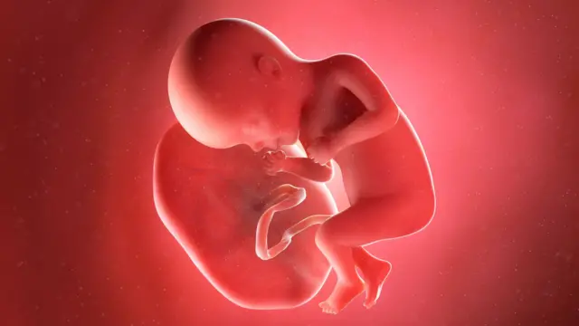 El Trafico Global de Placenta Humana Un Negocio Clandestino de Millones de Dolares