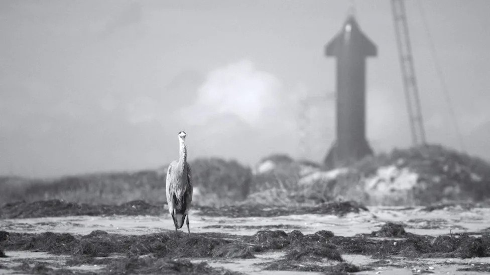 SpaceX y la preocupacion ambiental transfronteriza en Mexico Un analisis critico