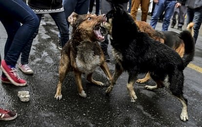 Chile Debate: La Tensión entre Caza de Perros Asilvestrados y Protección de Ecosistemas Nativos