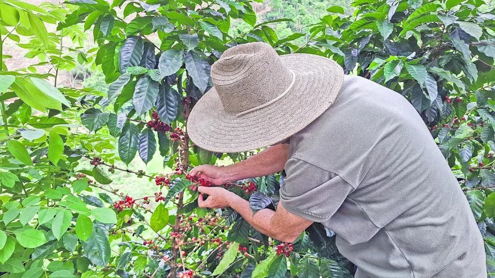 Terremoto de 7.4 paraliza los ‘envíos de café’ de Colombia, impactando el mercado global