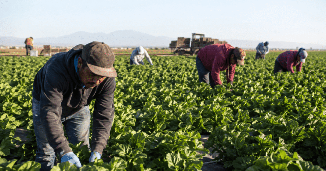 El ‘Temor a ICE’ Reconfigura la Vida Cotidiana de los Trabajadores Agrícolas en Estados Unidos