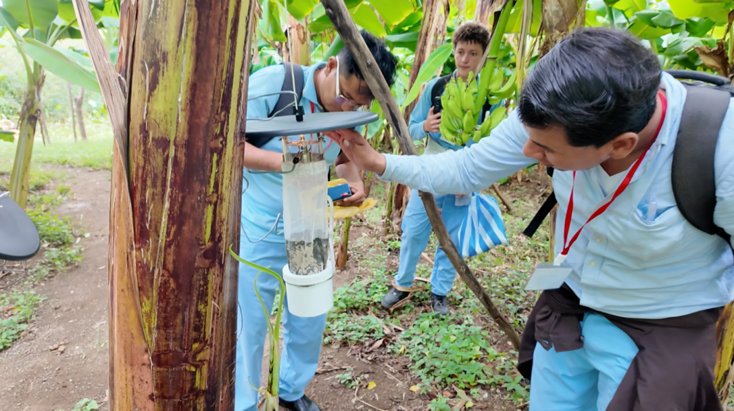 Vigilancia Entomológica: Estrategia Crucial de Nicaragua contra los Culicoides y Enfermedades Vectoriales Vigilancia Entomologica Estrategia Crucial de Nicaragua contra los Culicoides y Enfermedades Vectoriales