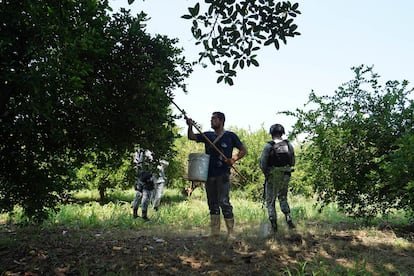 Michoacan La Fragilidad de la Exportacion de Aguacates ante la Violencia Criminal