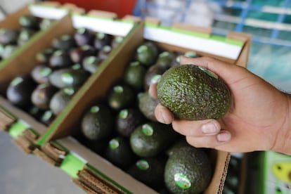 Reanudación Parcial de la Exportación de Aguacate Mexicano: Un Análisis de la Fragilidad Comercial Ante la Inseguridad