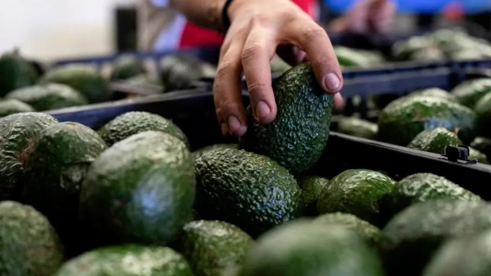 Crisis en la Exportación de Aguacate: EE.UU. Suspende Inspecciones en Michoacán por Riesgo de Seguridad
