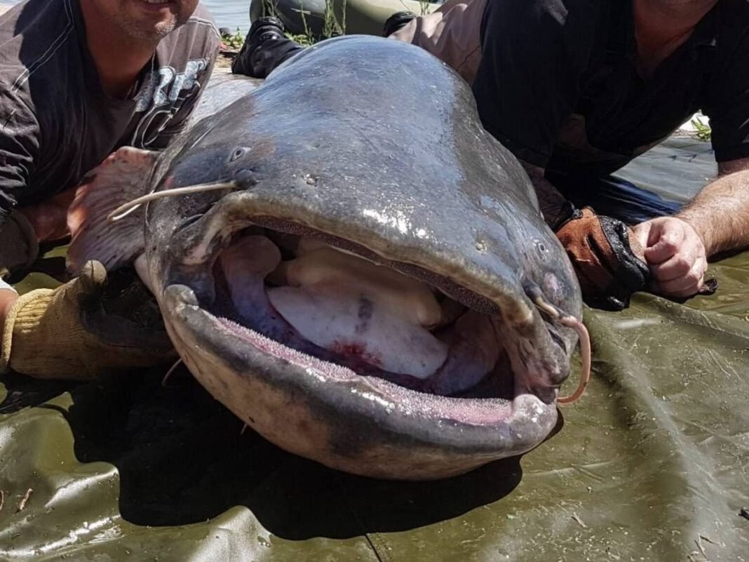 Ascenso del Nivel del Mar: La Inminente Amenaza de ‘Especies Invasoras’ en Europa Ascenso del Nivel del Mar La Inminente Amenaza de Especies Invasoras en Europa
