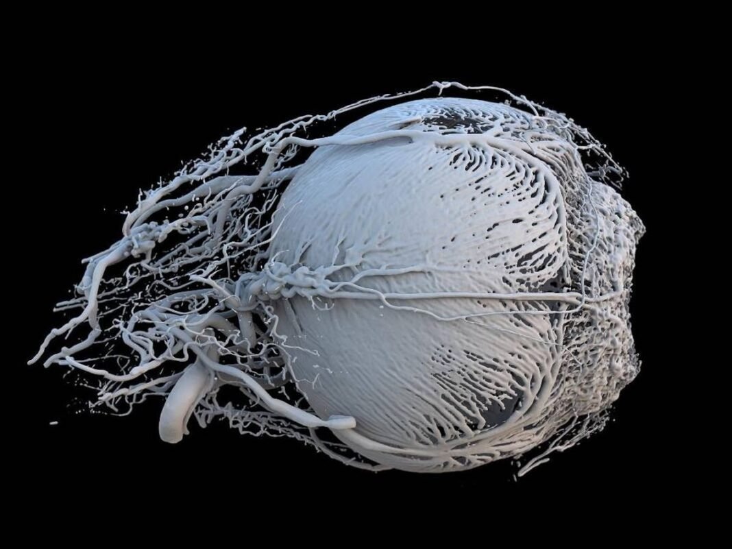 La Retina Desvela el Ritmo del Envejecimiento Biológico: Un Avance con ‘Escáneres Oculares’ Masivos La Retina Desvela el Ritmo del Envejecimiento Biologico Un Avance con Escaneres Oculares Masivos