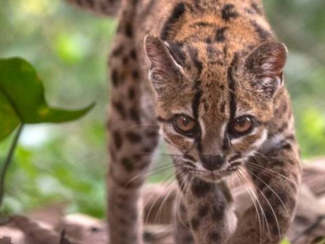 Bolivia: El Histórico Descubrimiento de una ‘Nueva Especie de Gato’ Salvaje en los Yungas Bolivia El Historico Descubrimiento de una Nueva Especie de Gato Salvaje en los Yungas