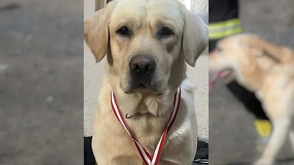 El Silente Sacrificio: Fallece Quino, el ‘perro rescatista’ valenciano tras misión crítica en Venezuela El Silente Sacrificio Fallece Quino el perro rescatista valenciano tras mision critica en Venezuela