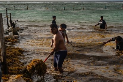 El Sargazo Estrangula el Romance y el Turismo en Quintana Roo: Una ‘Crisis Climática’ de Alcance Global El Sargazo Estrangula el Romance y el Turismo en Quintana Roo Una Crisis Climatica de Alcance Global