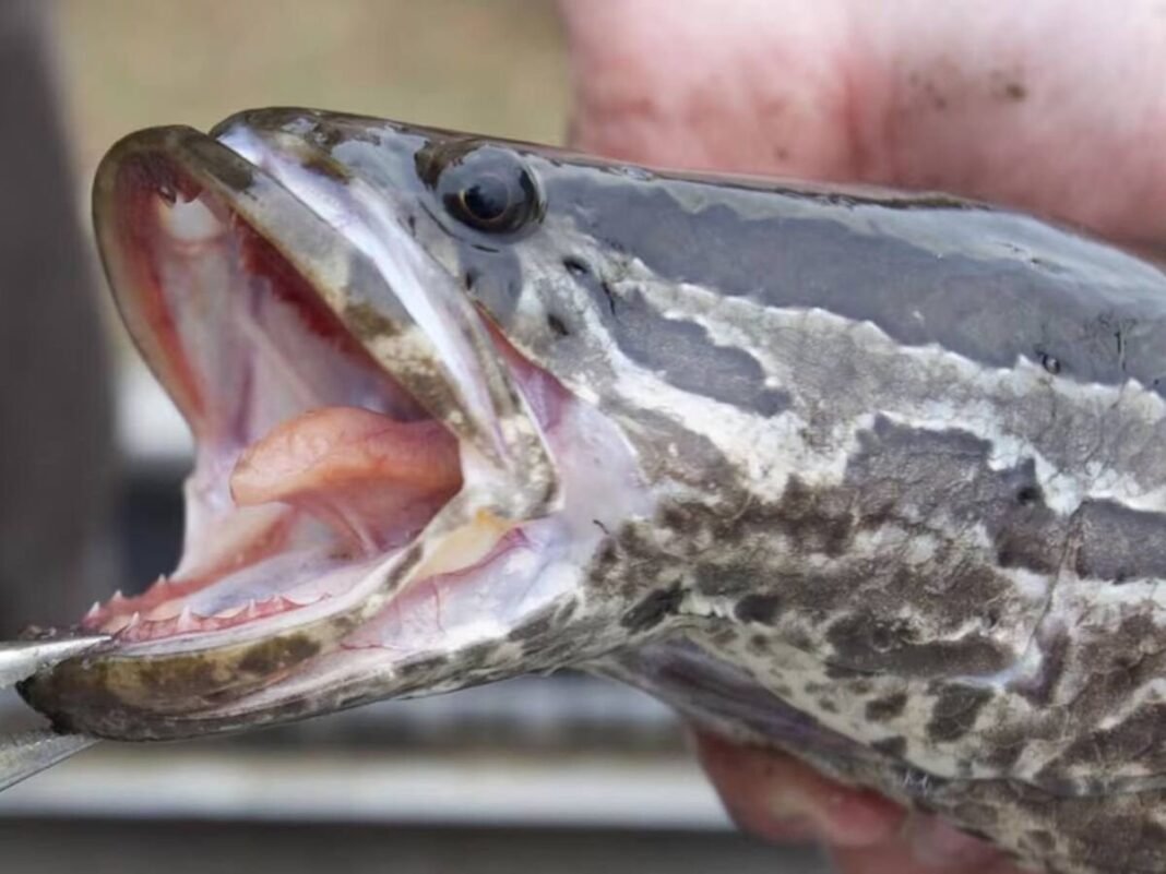 ‘Pez Cabeza de Serpiente’: La Agresiva Amenaza Invasora Asiática que Desafía Ecosistemas Acuáticos en EEUU Pez Cabeza de Serpiente La Agresiva Amenaza Invasora Asiatica que Desafia Ecosistemas Acuaticos en EEUU