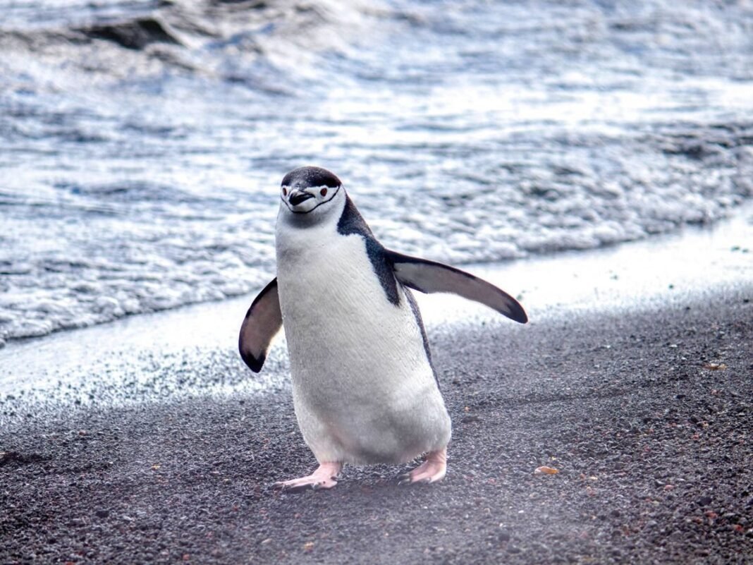 El Inesperado Impacto del Guano de Pingüinos Antárticos en las Emisiones de Metano Global El Inesperado Impacto del Guano de Pinguinos Antarticos en las Emisiones de Metano Global