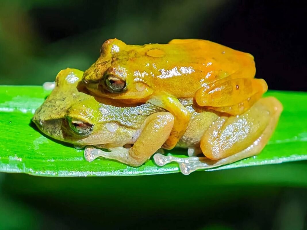 Pristimantis milpe El Centenario Enigma de una Rana Comun Desvelado en los Andes