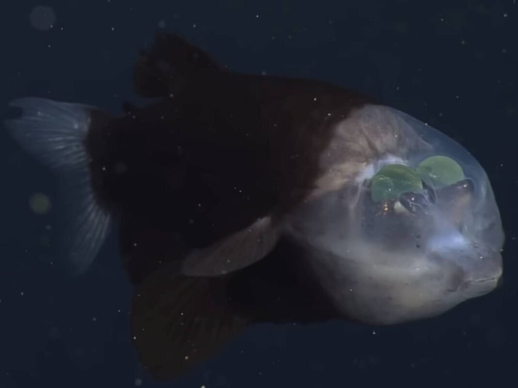 El Atlántico Profundo Revela un Pez de ‘Cráneo Transparente’ y sus Misterios El Atlantico Profundo Revela un Pez de Craneo Transparente y sus Misterios