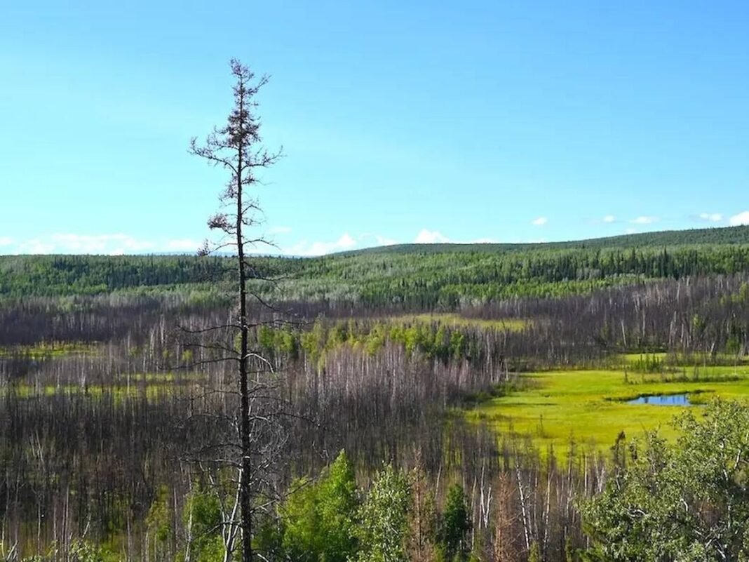 Alaska Desvela ‘Cacería’ Prehistórica: El Asombroso Ingenio Humano en la Última Edad de Hielo Alaska Desvela Caceria Prehistorica El Asombroso Ingenio Humano en la Ultima Edad de Hielo