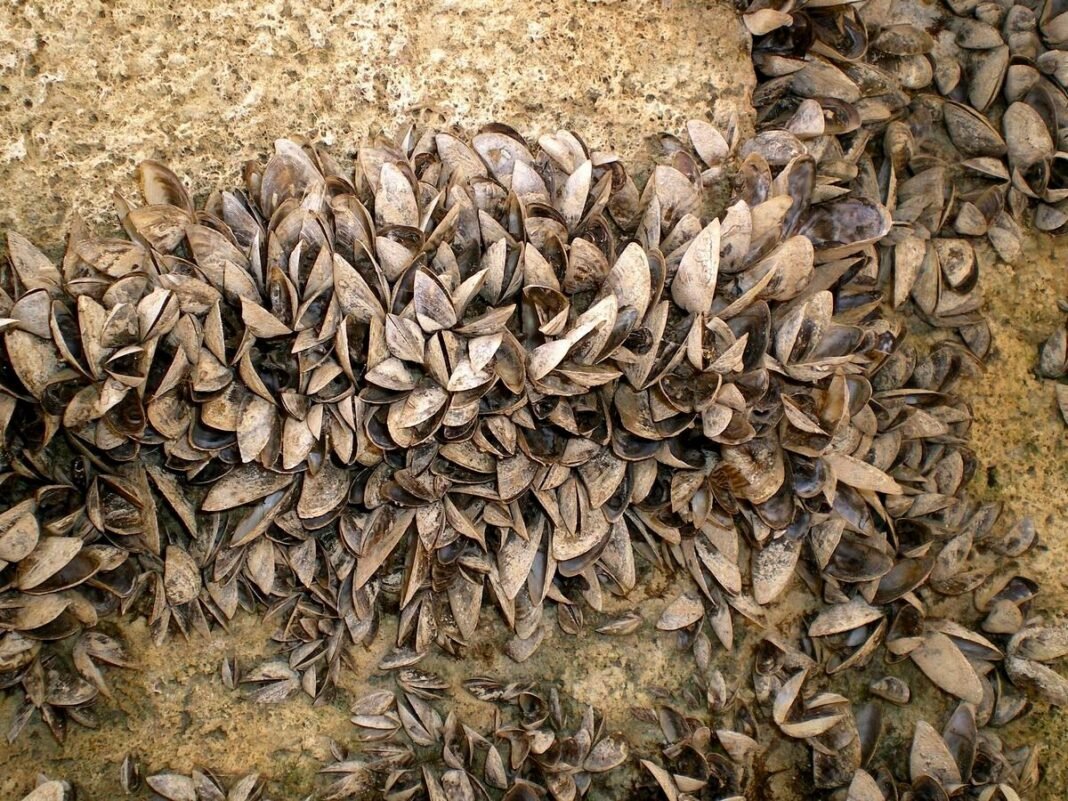 La Amenaza Silenciosa EE UU Destina 200000 Dólares para Frenar Especie Invasora en Grandes Lagos