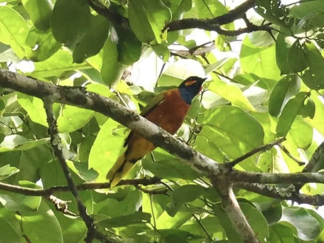 Redescubrimiento del Cuco Alcaudón de Ghana Un Faro de Esperanza para la Biodiversidad Africana