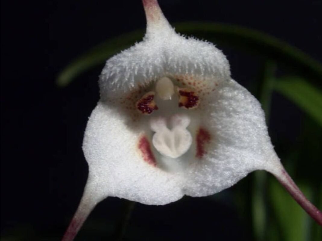 La Orquídea Drácula: Belleza Mortal y la Paradoja del Comercio Internacional La Orquidea Dracula Belleza Mortal y la Paradoja del Comercio Internacional