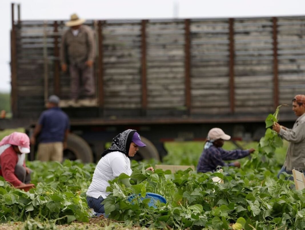 La Contradiccion Ineludible Comunidades Rurales de EE UU ante la Politica Migratoria de Trump