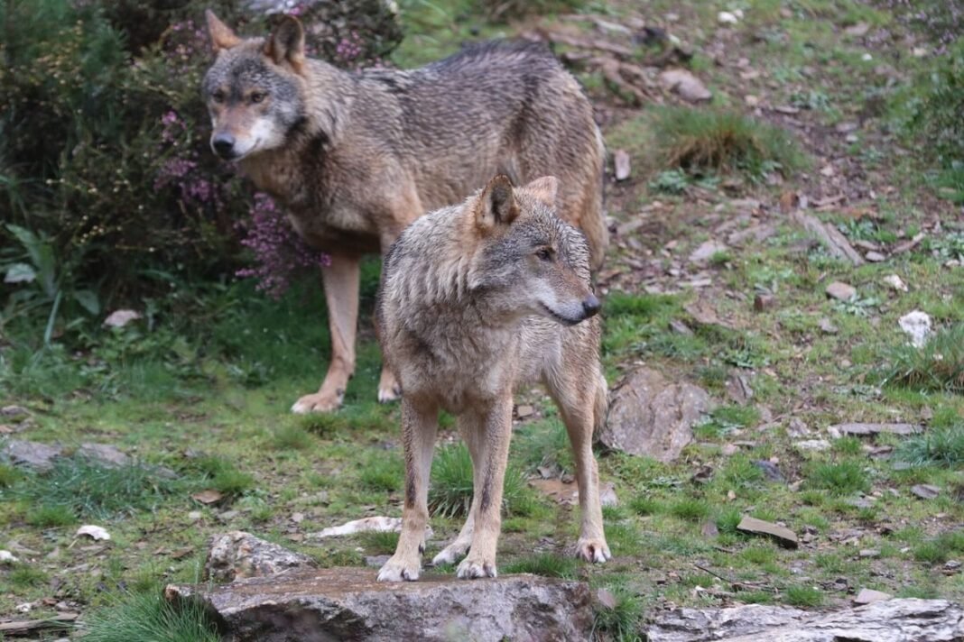 La Paradoja Ecologica Espanola Megafauna Vuelve Microfauna Declina