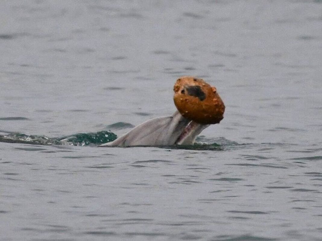Delfines Australianos: El ‘Uso de Herramientas’ Redefine la Inteligencia Animal Delfines Australianos Uso de Herramientas Redefine la Inteligencia Animal