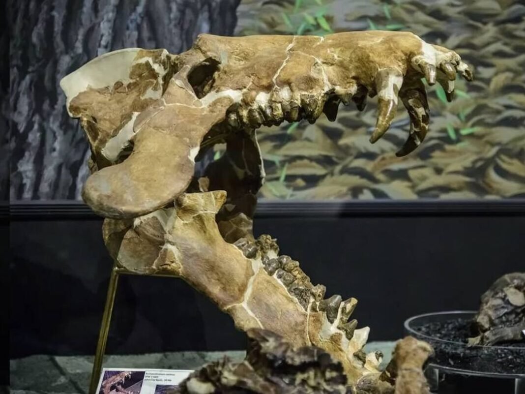 El ‘Cerdo del Infierno’ Confirma su Presencia en la Península Ibérica: Un Gigante del Oligoceno Revelado El Cerdo del Infierno Confirma su Presencia en la Peninsula Iberica Un Gigante del Oligoceno Revelado