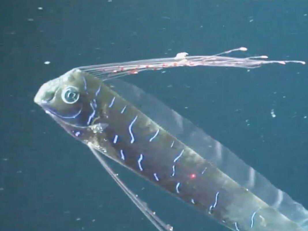 Biomimética Marina: El ‘Pez del Juicio Final’ Redefine la Propulsión Submarina Sigilosa Biomimetica Marina El Pez del Juicio Final Redefine la Propulsion Submarina Sigilosa