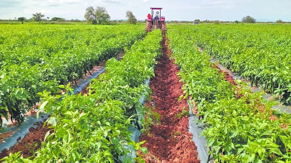 México Enfrenta un ‘Desafío Crítico’: La Alarma del Subaseguramiento Agropecuario y su Impacto Global Mexico Enfrenta un Desafio Critico La Alarma del Subaseguramiento Agropecuario y su Impacto Global