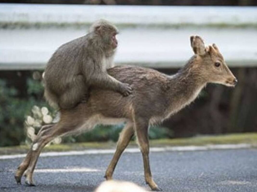 El Origen Evolutivo de los ‘Vínculos Interespecies’: Primates Desafían la Exclusividad Humana El Origen Evolutivo de los Vinculos Interespecies Primates Desafian la Exclusividad Humana