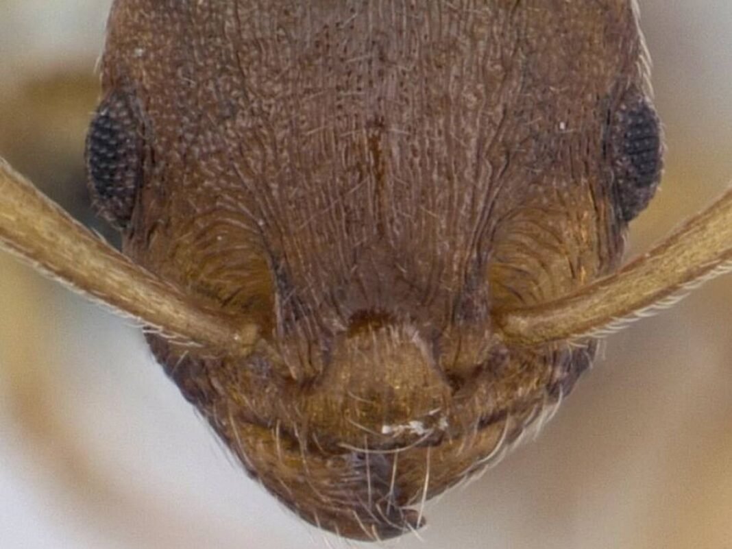 La Tenia que Transforma el Envejecimiento de las Hormigas: Un Estudio Revelador La Tenia que Transforma el Envejecimiento de las Hormigas Un Estudio Revelador